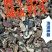 林下仿野灵芝[胜于养殖接近于野生]产地批发一手货源