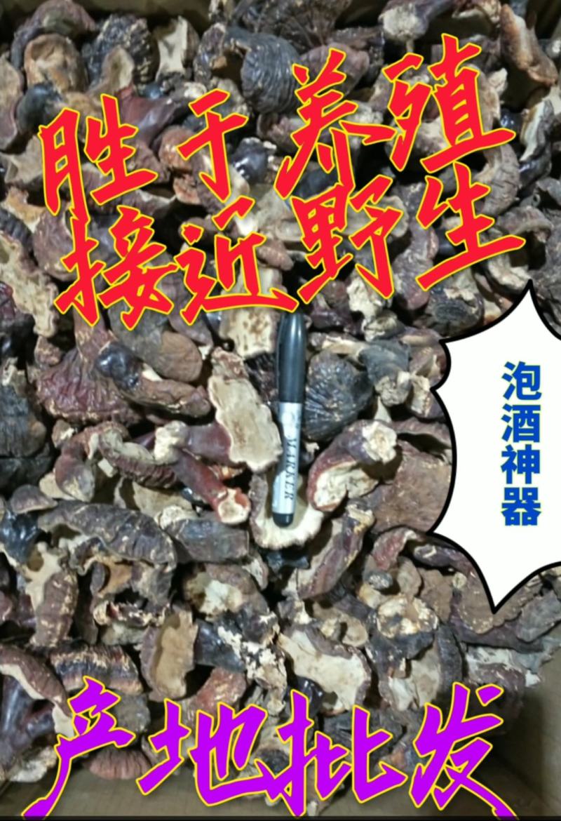 林下仿野灵芝[胜于养殖接近于野生]产地批发一手货源