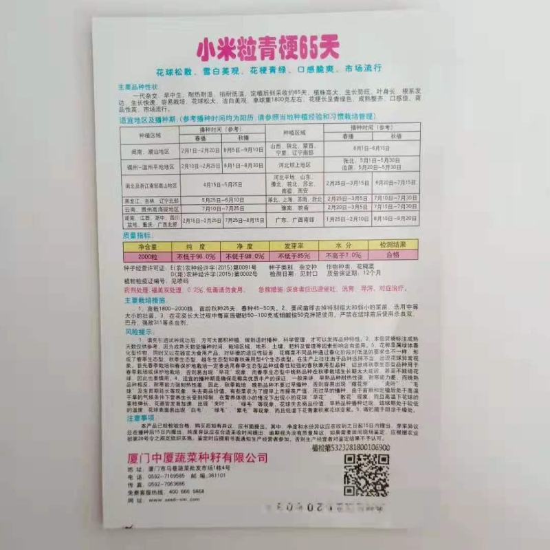 青梗花菜种子春秋两用品种球洁白青梗有机花菜种子