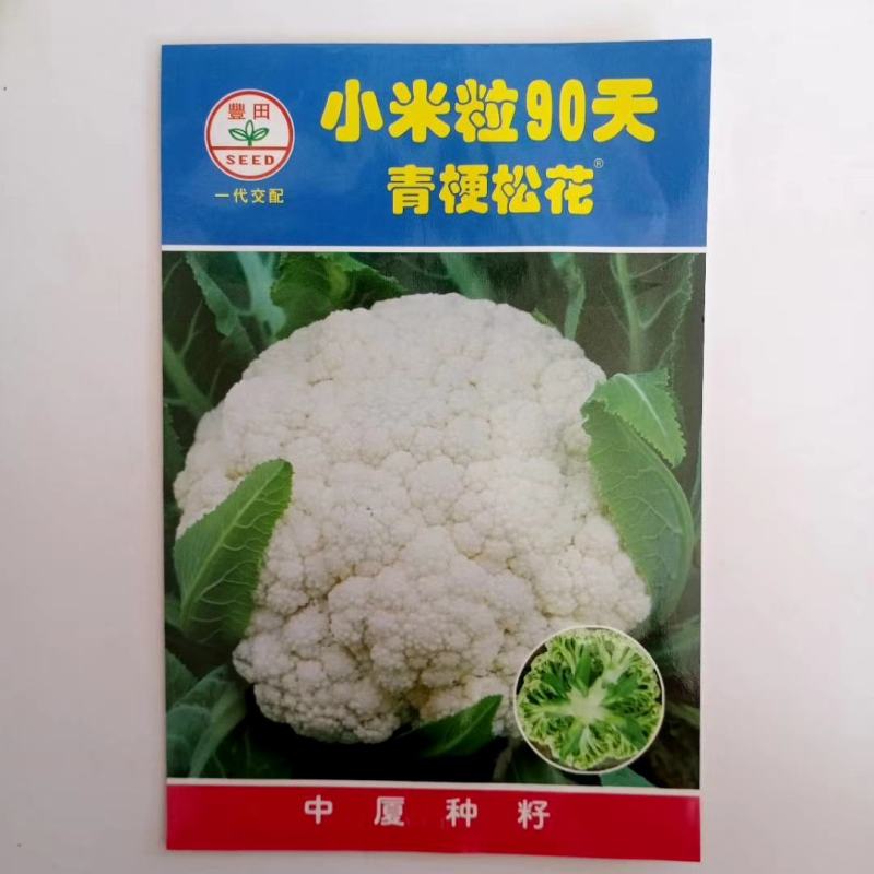 青梗花菜种子春秋两用品种球洁白青梗有机花菜种子