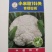 青梗花菜种子春秋两用品种球洁白青梗有机花菜种子