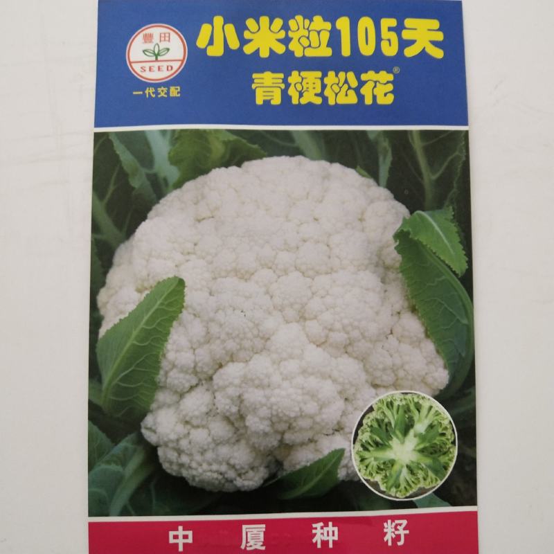青梗花菜种子春秋两用品种球洁白青梗有机花菜种子