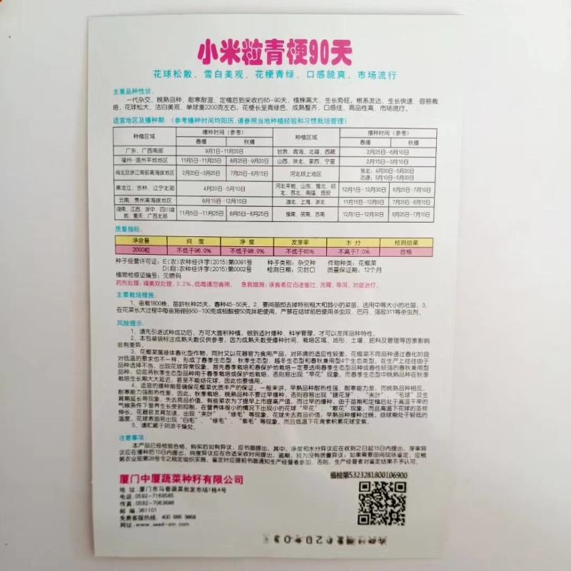 青梗花菜种子春秋两用品种球洁白青梗有机花菜种子