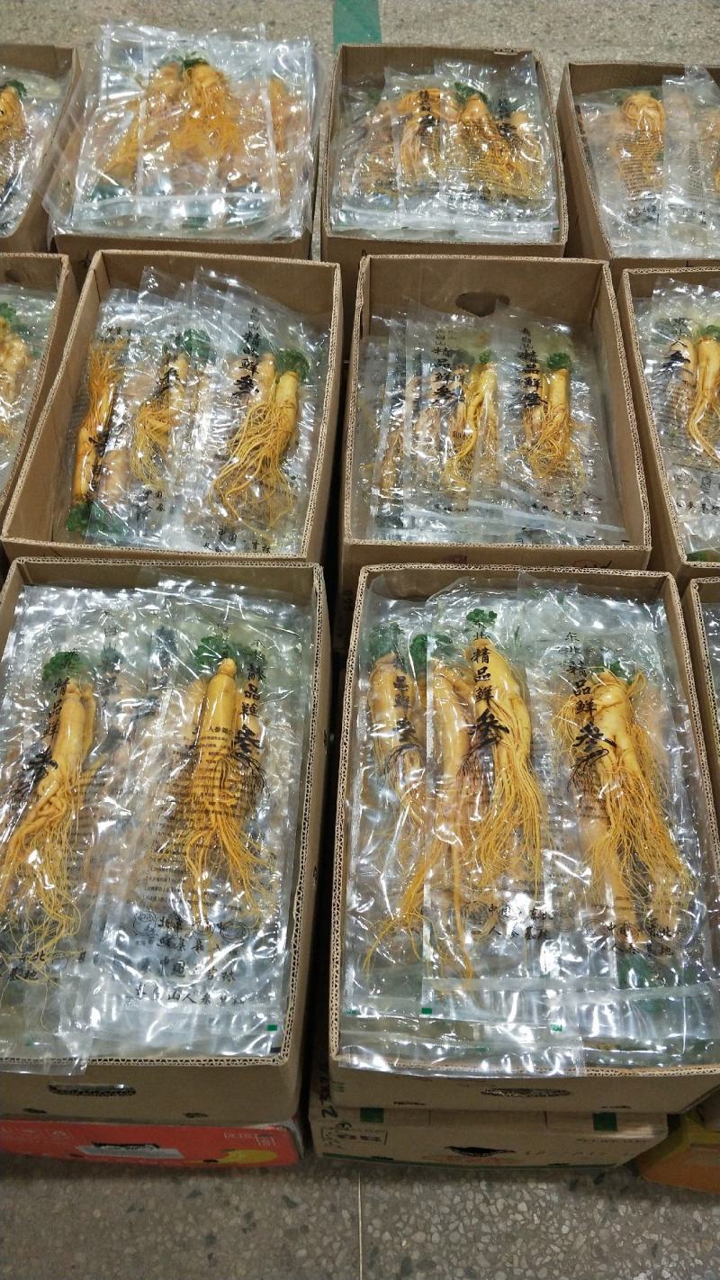 原产地批发优质保鲜参[送礼自用佳品]量大从优