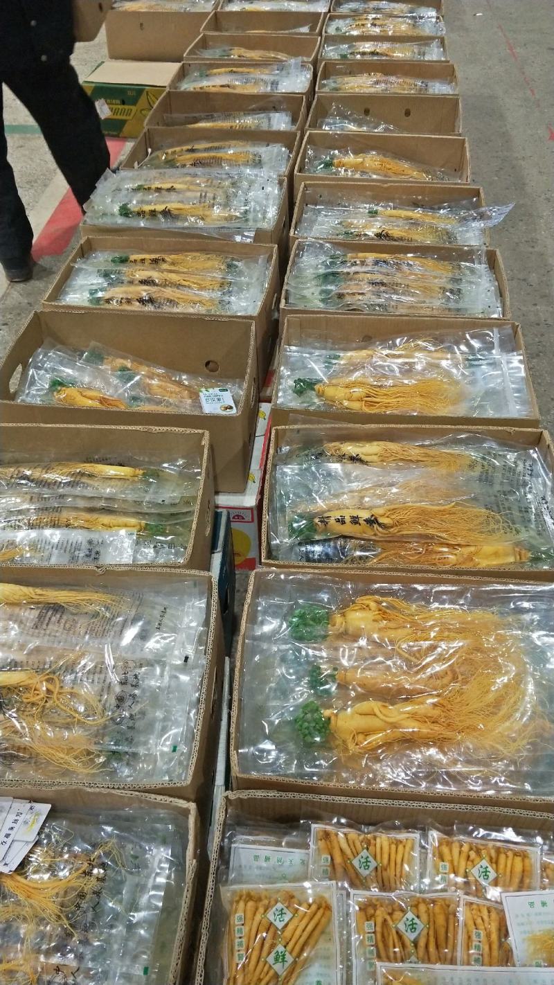 原产地批发优质保鲜参[送礼自用佳品]量大从优