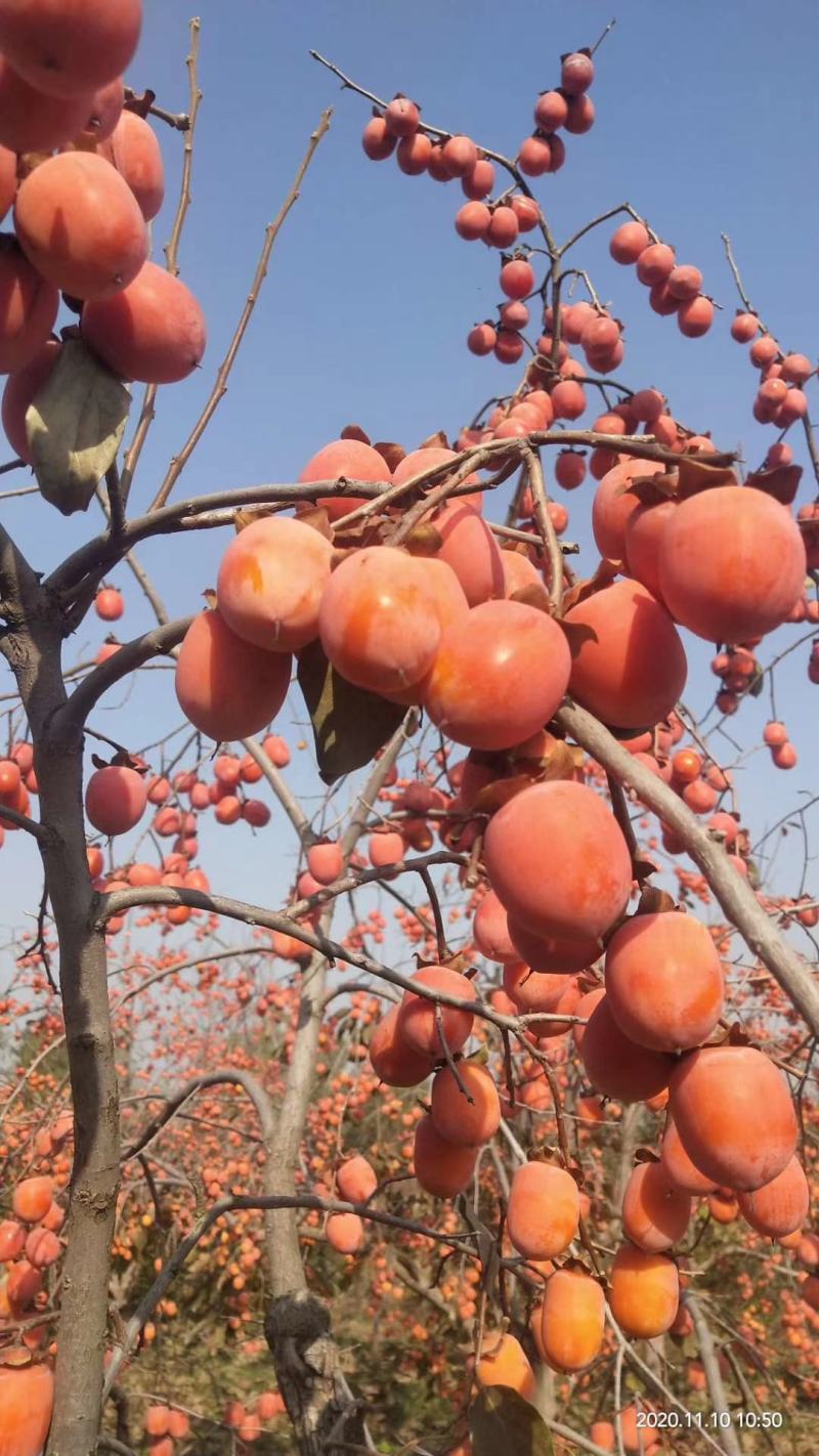 无籽小蜜罐柿子树苗及矮化景观柿子树苗，量大从优