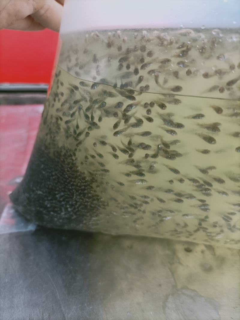 罗非鱼苗水花海南一号基地直销品种保证支持全国发货