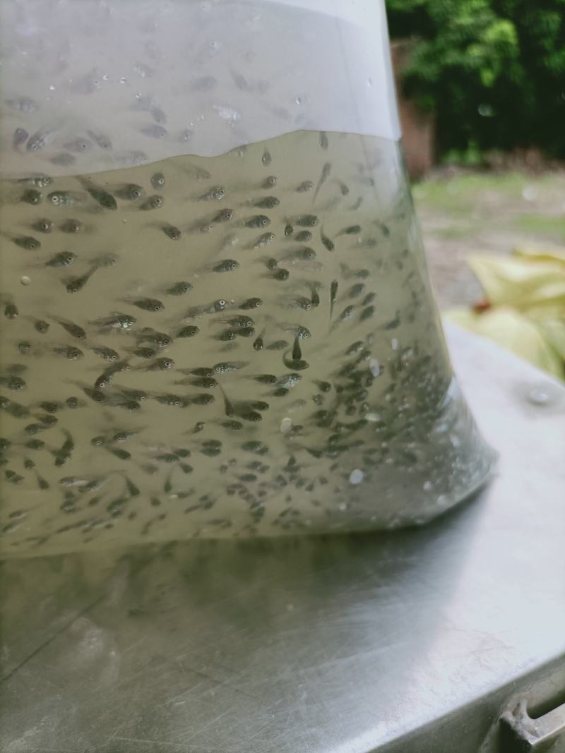 罗非鱼苗水花海南一号基地直销品种保证支持全国发货