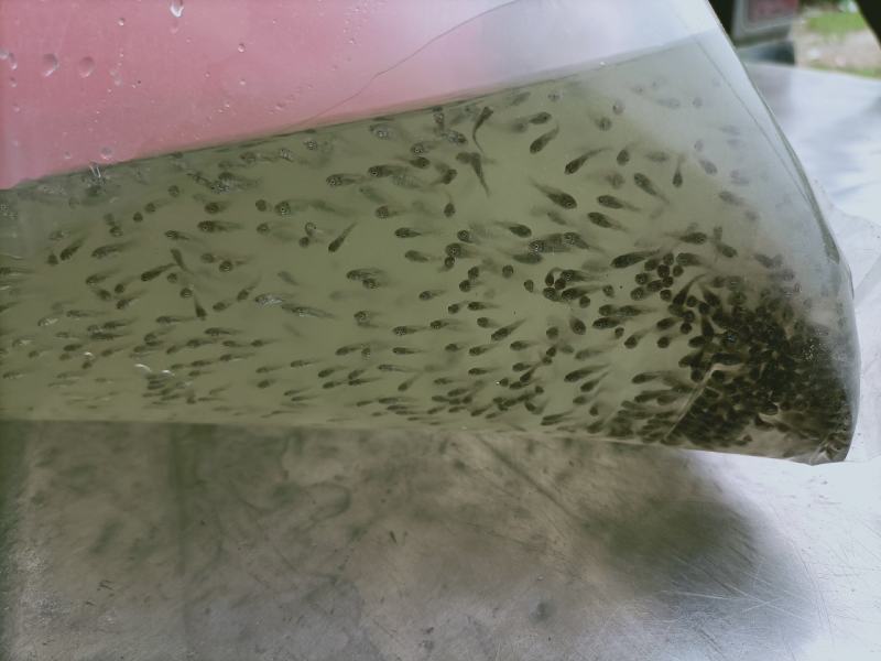 罗非鱼苗水花海南一号基地直销品种保证支持全国发货