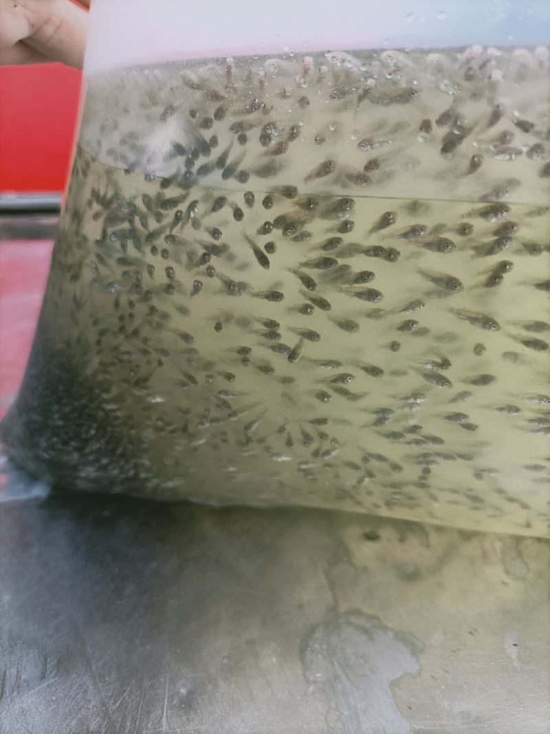 罗非鱼苗水花海南一号基地直销品种保证支持全国发货