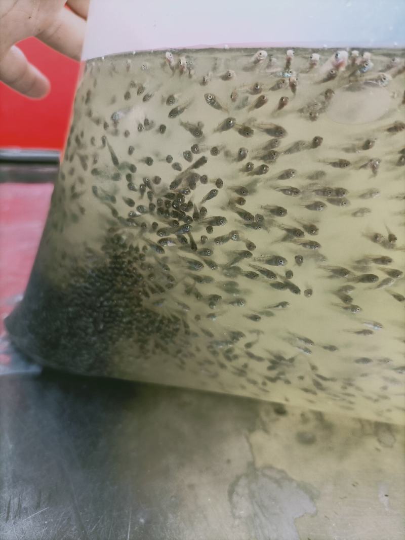 罗非鱼苗水花海南一号基地直销品种保证支持全国发货