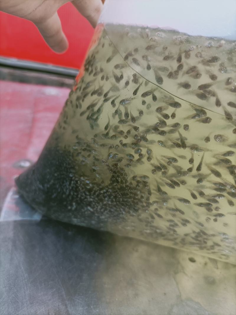 罗非鱼苗水花海南一号基地直销品种保证支持全国发货