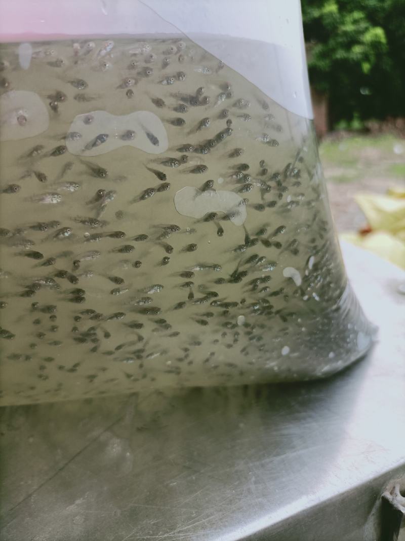 罗非鱼苗水花海南一号基地直销品种保证支持全国发货