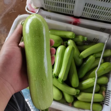 西葫芦三月瓜攀枝花米易