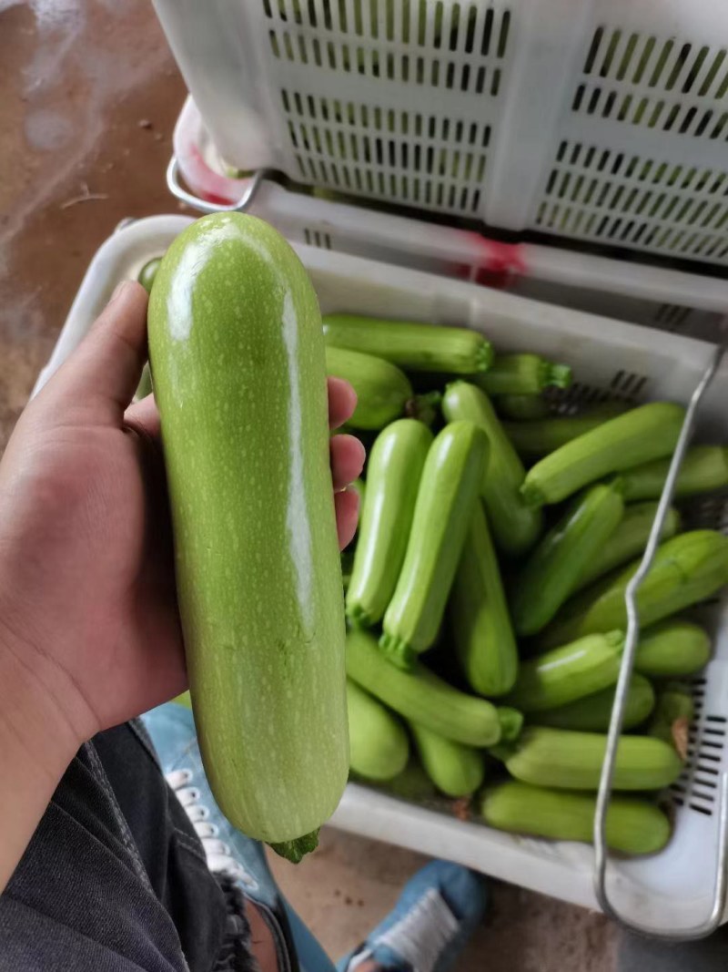 西葫芦三月瓜攀枝花米易