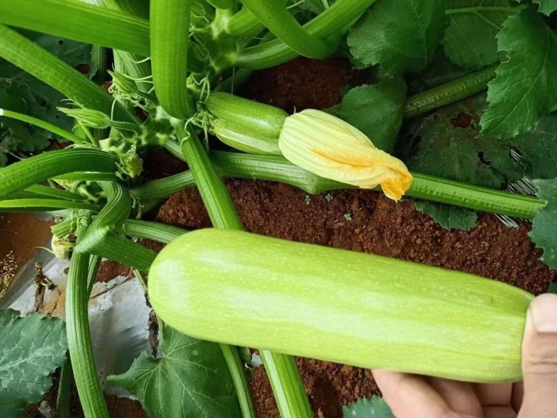 西葫芦三月瓜攀枝花米易