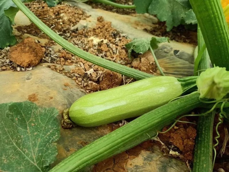 西葫芦三月瓜攀枝花米易