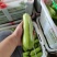 西葫芦三月瓜攀枝花米易