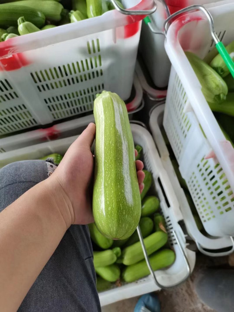 西葫芦三月瓜攀枝花米易