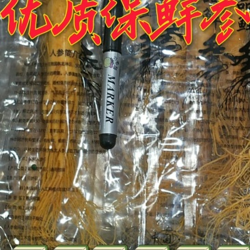 原产地批发优质保鲜参[送礼自用佳品]量大从优