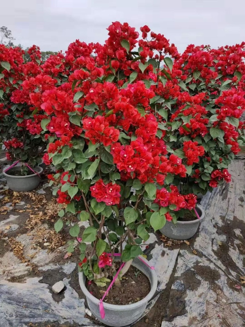 小红盆三角梅工程苗红花三角梅大型基地现货产地批发
