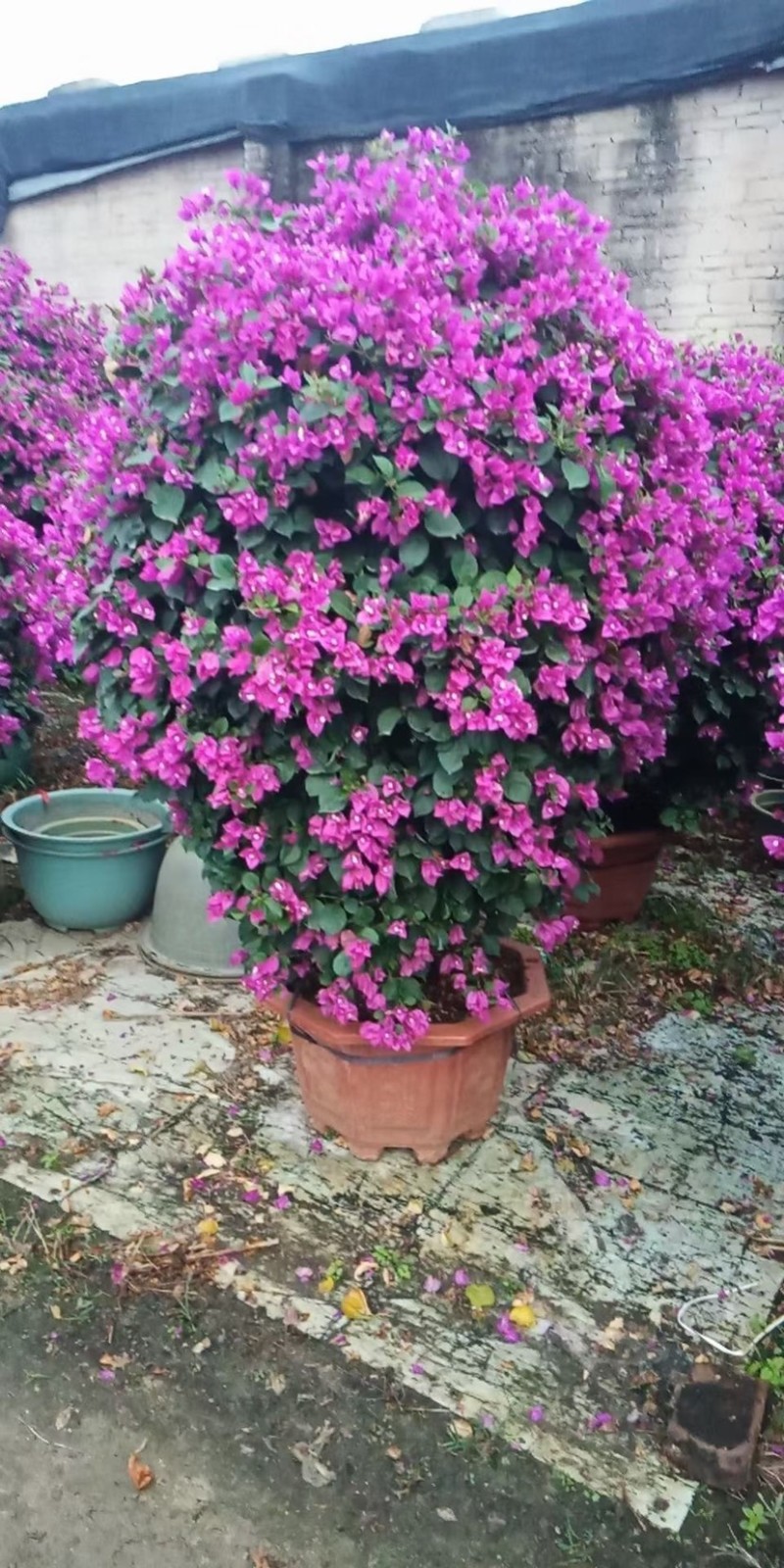 小红盆三角梅工程苗红花三角梅大型基地现货产地批发