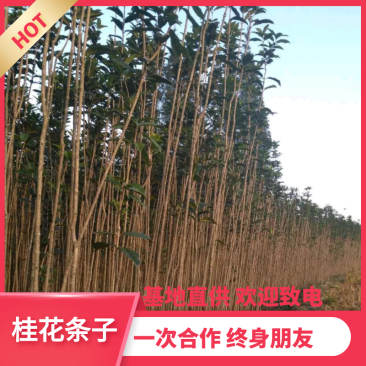 【热销】桂花条子桂花苗基地直供欢迎致电诚信代办