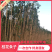 【热销】桂花条子桂花苗基地直供欢迎致电诚信代办