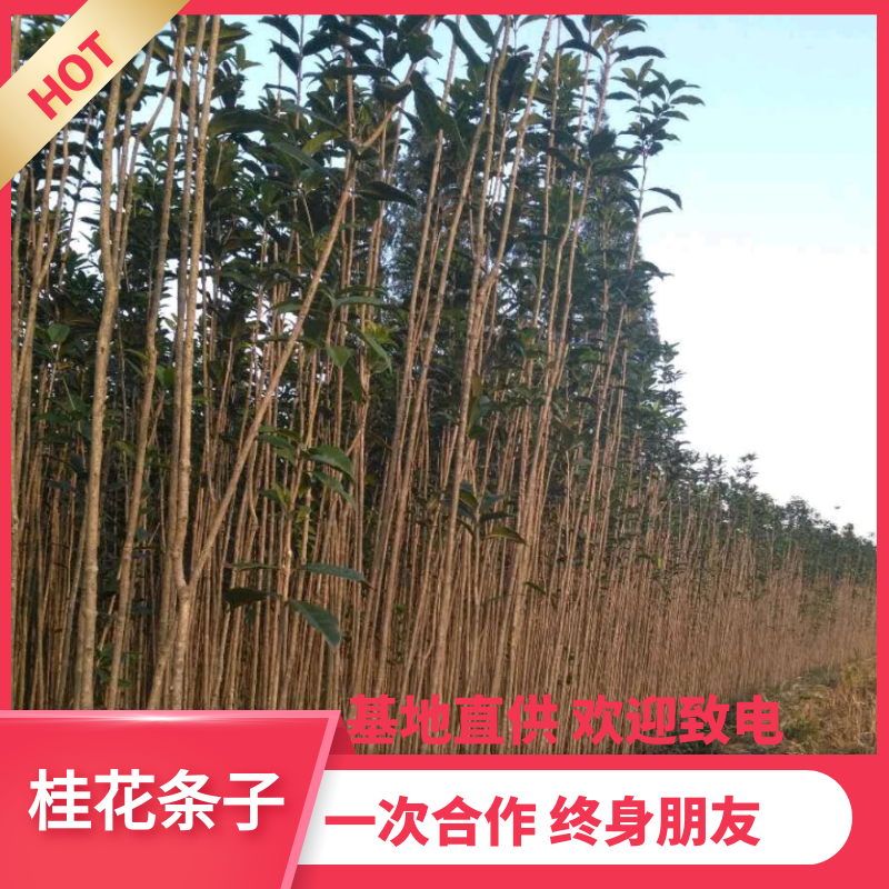 【热销】桂花条子桂花苗基地直供欢迎致电诚信代办