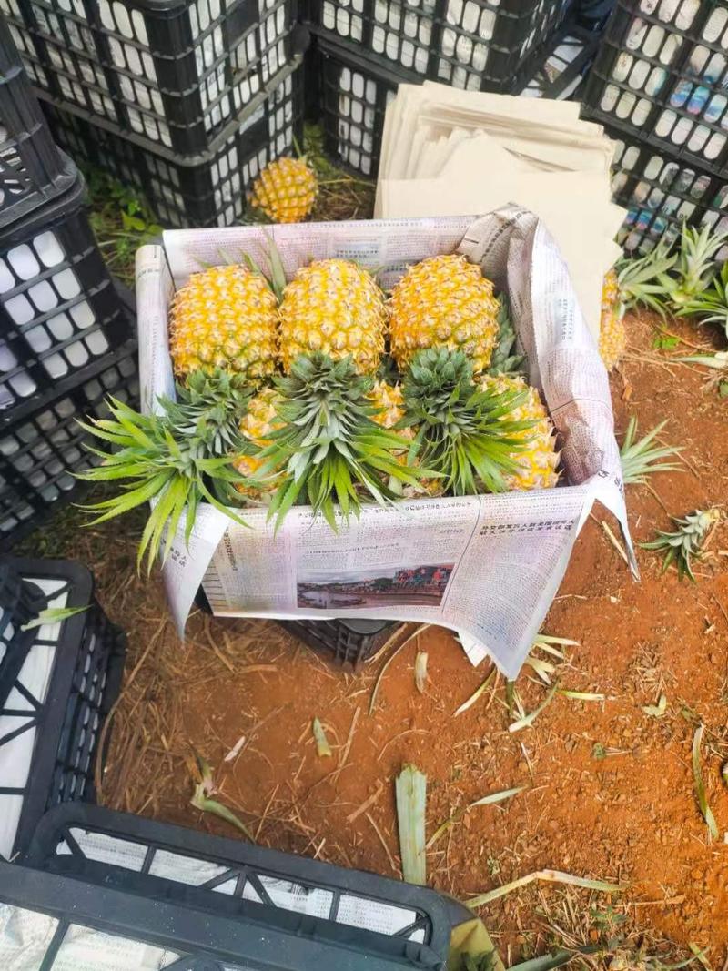 广东菠萝代办7年老店一手货源徐闻菠萝产地直供菠萝菠萝批