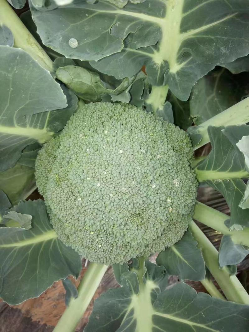 西兰花苗大呢还有8万颗左右要种老板联系我，品种是强汉，