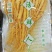 优质保鲜参[送礼自用佳品]产地批发一手货源量大从优