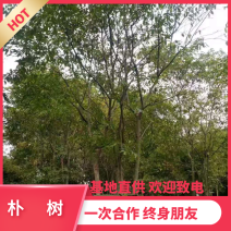 【热销】单干朴树丛生朴树4-6杆成都丛生朴树基地欢迎致电