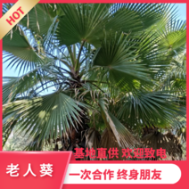 【热销】老人葵低价大量出售棕榈树基地直供欢迎致电诚信