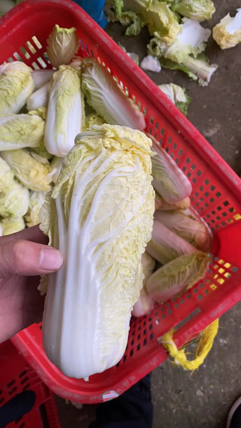 大量供应娃娃菜，万亩基地，质优价廉，提供任何规格包装