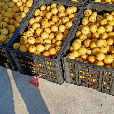冻花梨，酸甜可口，价钱美丽