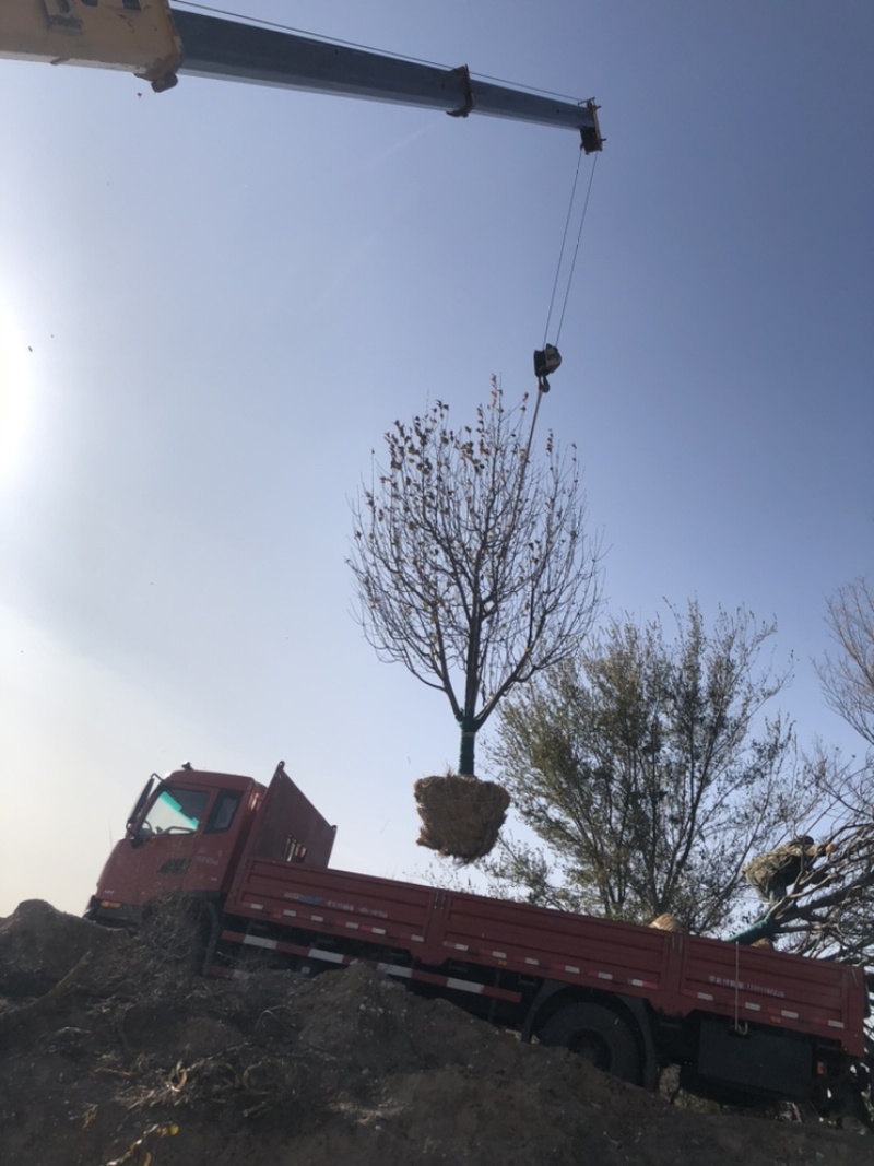 12公分八棱海棠树，怀来县逸景八棱海棠苗木基地