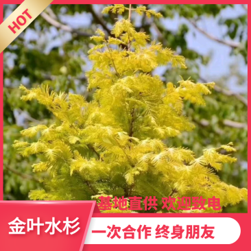 【热销】金叶水杉朴树基地直供欢迎致电诚信代办