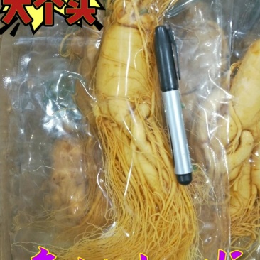 精选8年优质人参6~7两[送礼自用佳品]大量批发
