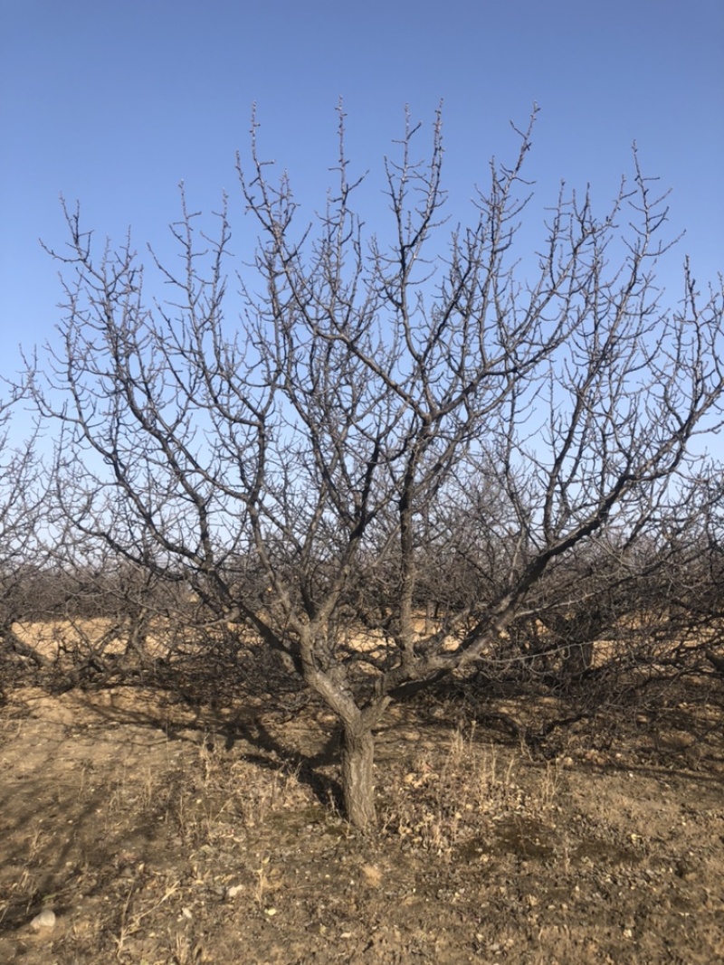 12公分八棱海棠树，怀来县逸景八棱海棠苗木基地