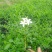 广西九里香苗驱蚊草四季开花九里香盆栽城镇绿化苗
