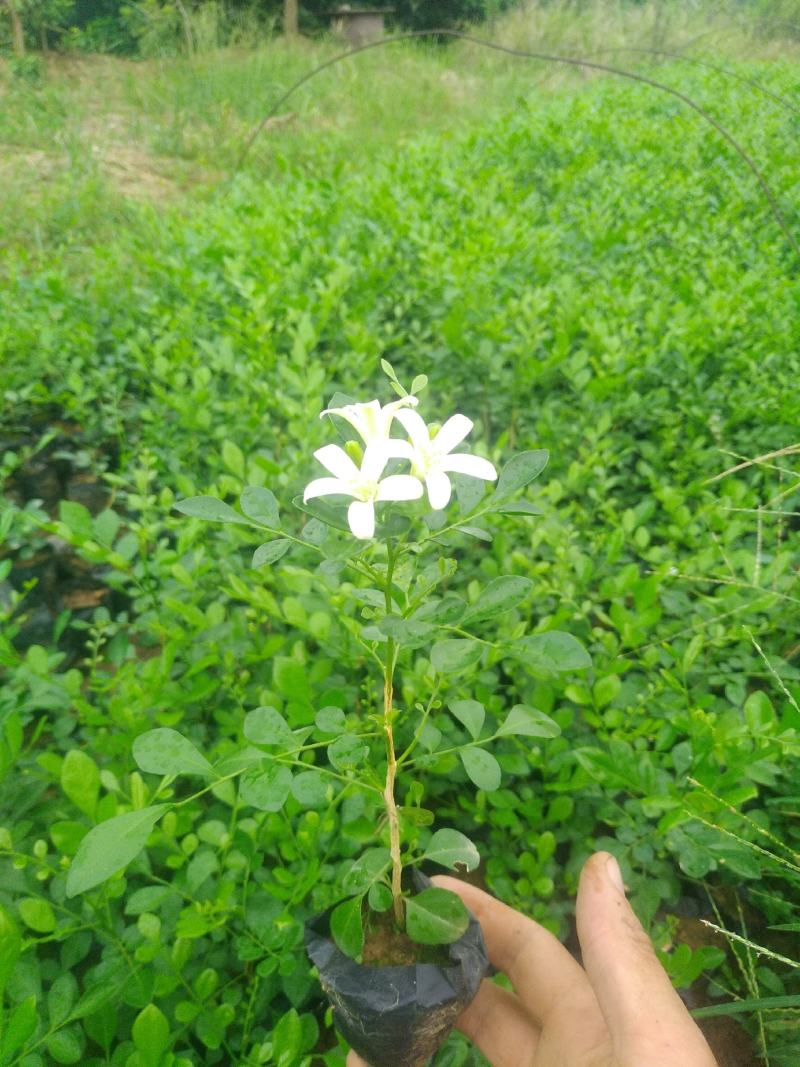 广西九里香苗驱蚊草四季开花九里香盆栽城镇绿化苗