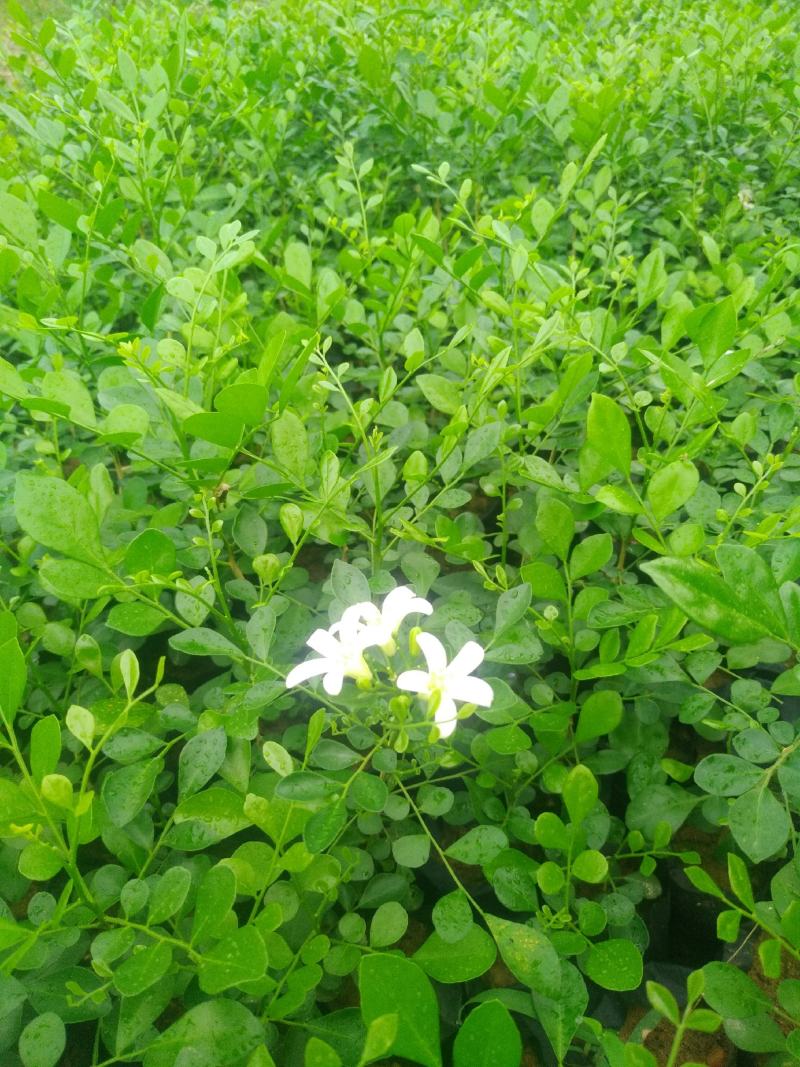广西九里香苗驱蚊草四季开花九里香盆栽城镇绿化苗