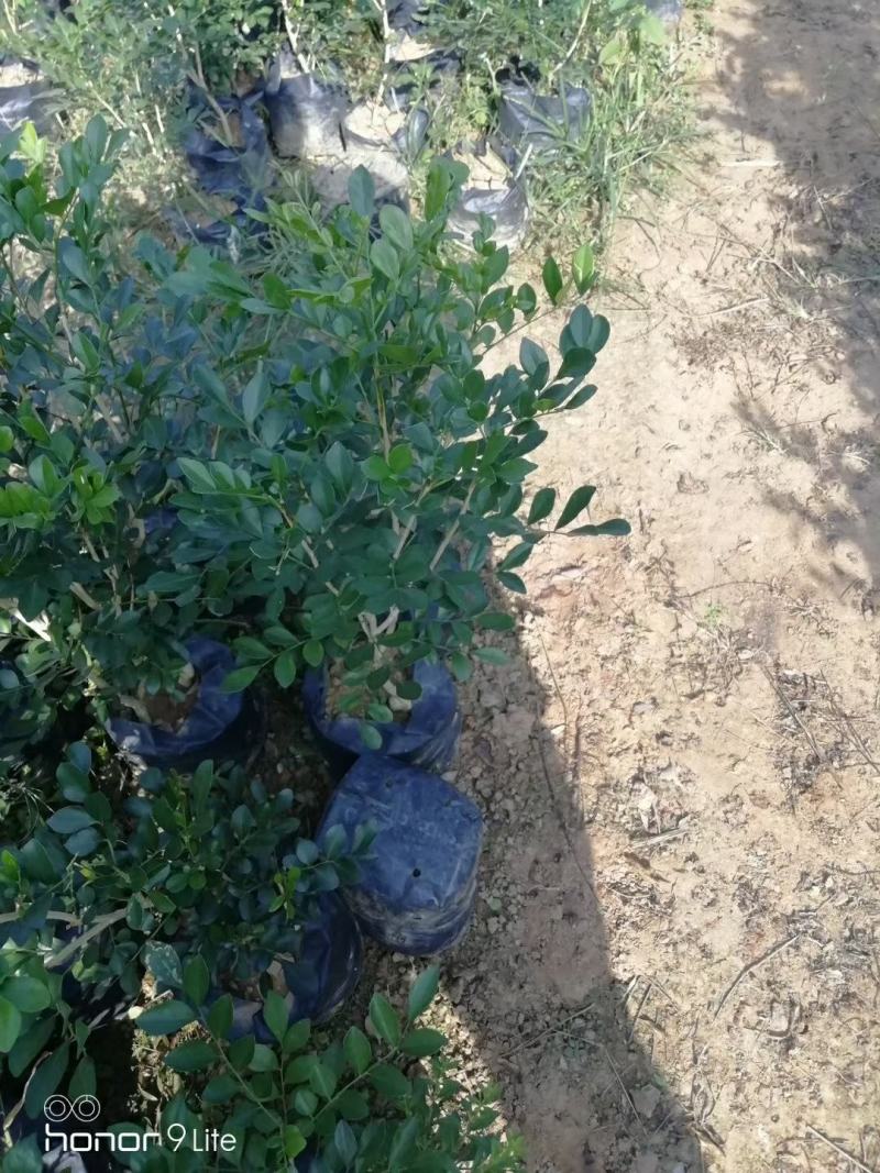 广西九里香苗驱蚊草四季开花九里香盆栽城镇绿化苗