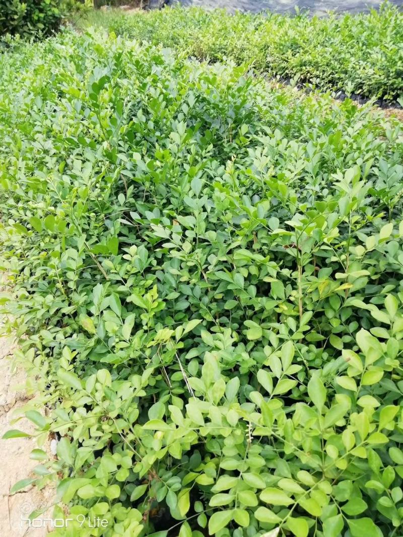 广西九里香苗驱蚊草四季开花九里香盆栽城镇绿化苗