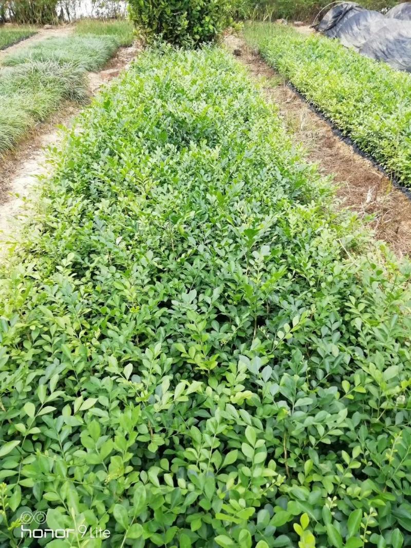 广西九里香苗驱蚊草四季开花九里香盆栽城镇绿化苗