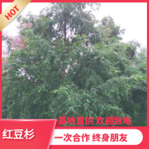 【热销】红豆杉杉树基地直供欢迎致电诚信代办