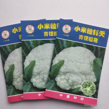 青梗花菜种子春秋两用品种球洁白青梗有机花菜种子