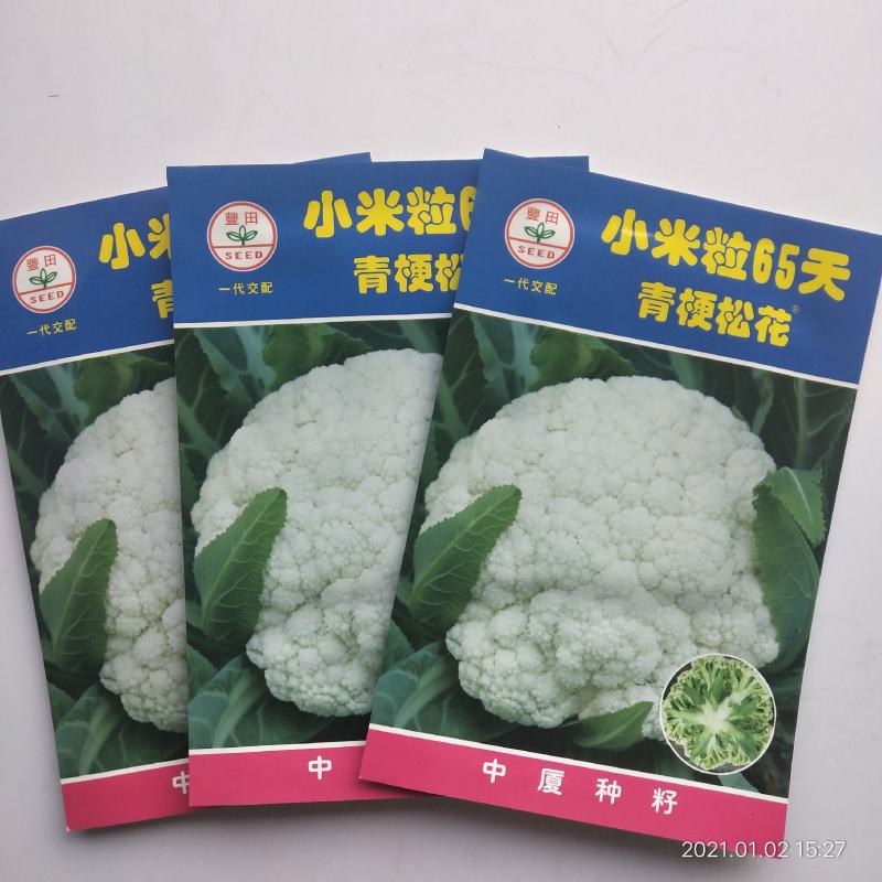 青梗花菜种子春秋两用品种球洁白青梗有机花菜种子