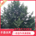 【热销】乐昌含笑绿化苗木基地直供欢迎致电诚信代办